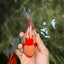 A Grade Kohaku Red White Oranda Male 6 inches #081426OR_09