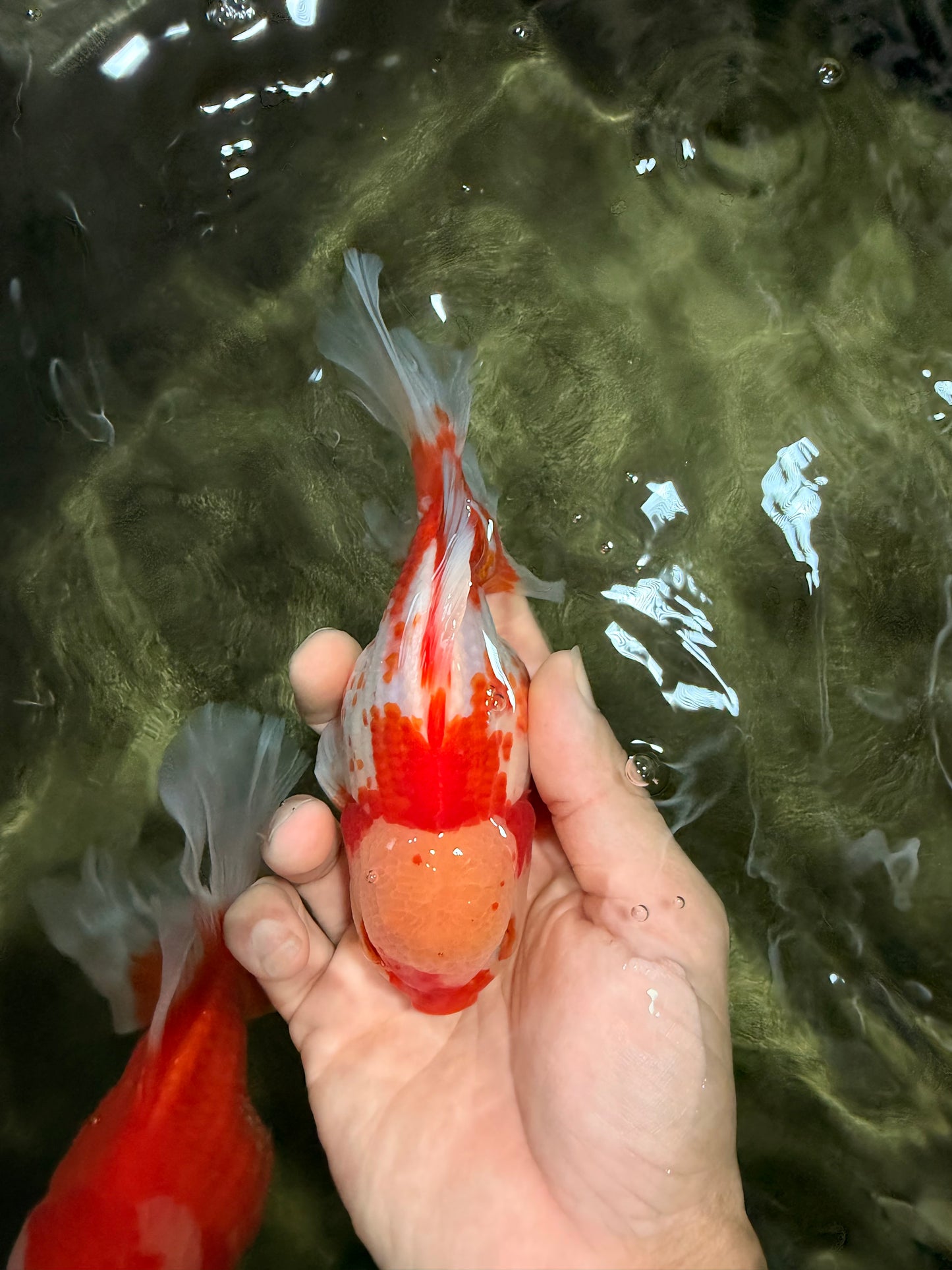 A Grade Kohaku Red White Oranda Male 6 inches #081426OR_09