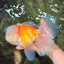 MASHMALLOW A Grade Red White Oranda Male 8 inches #090426OR_15