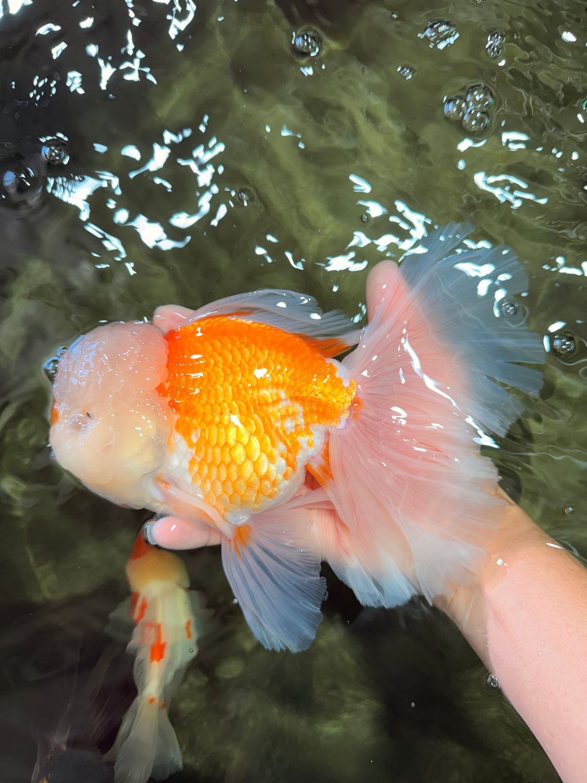MASHMALLOW A Grade Red White Oranda Male 8 inches #090426OR_15