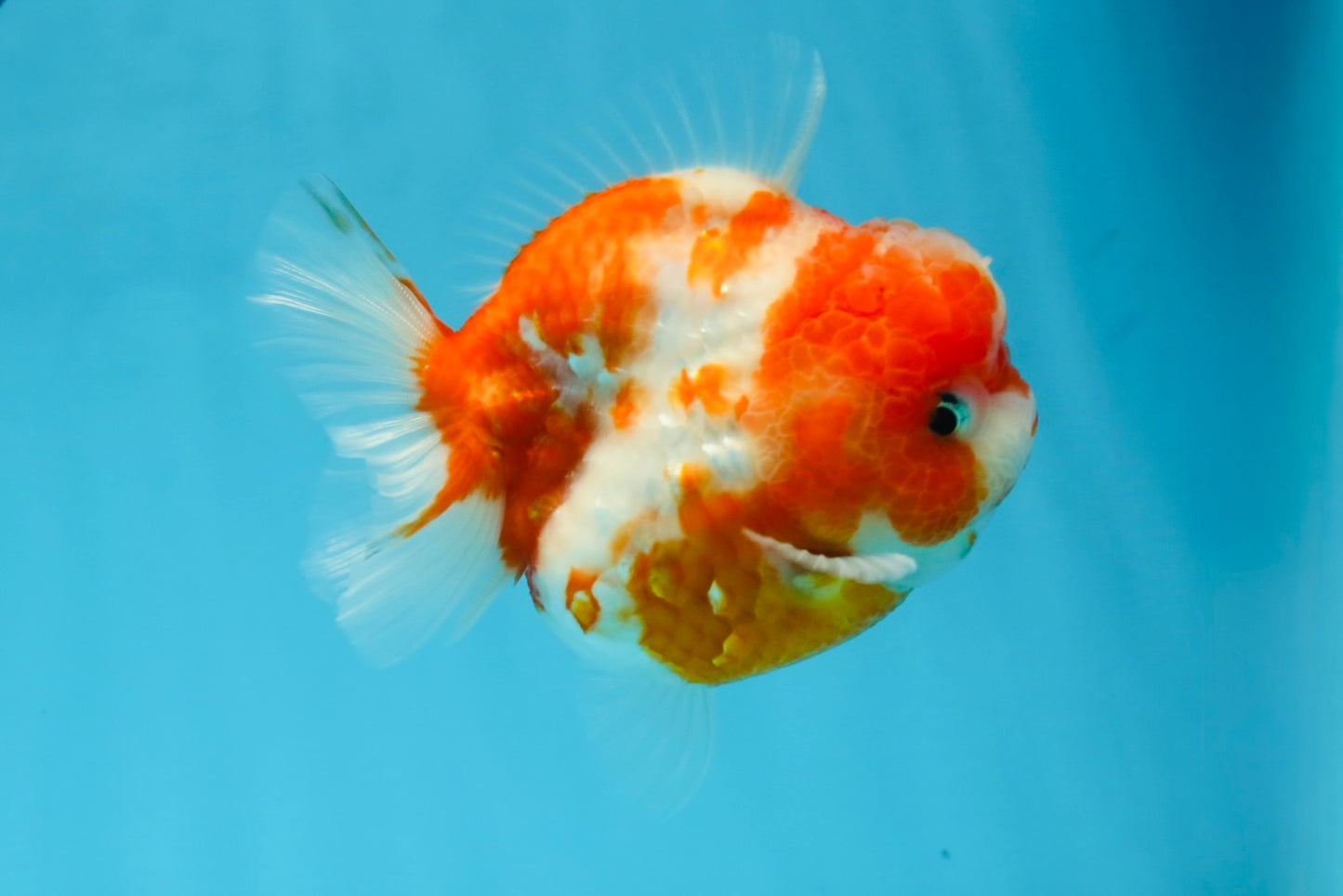 AAA Grade Cherry Sakura Yuanbao Female 4-4.5 inches #101025YB_24