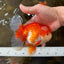 AAA Grade THICK BODY Red White Oranda Male 5.5 inches #082225OR_14
