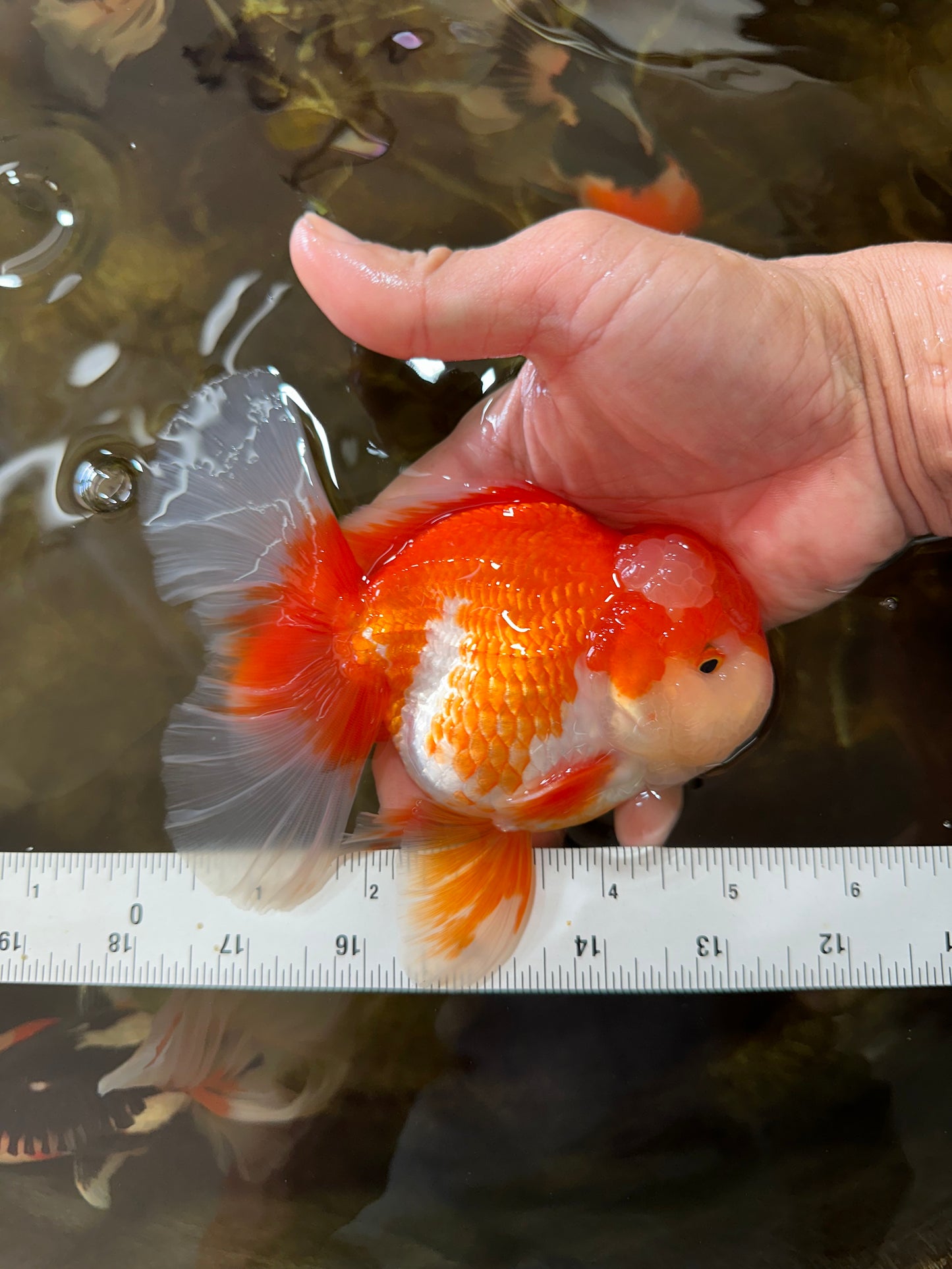 AAA Grade THICK BODY Red White Oranda Male 5.5 inches #082225OR_14