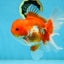 TOMATO AAA Grade Red White Oranda Male 5.5-6 inches #082225OR_11