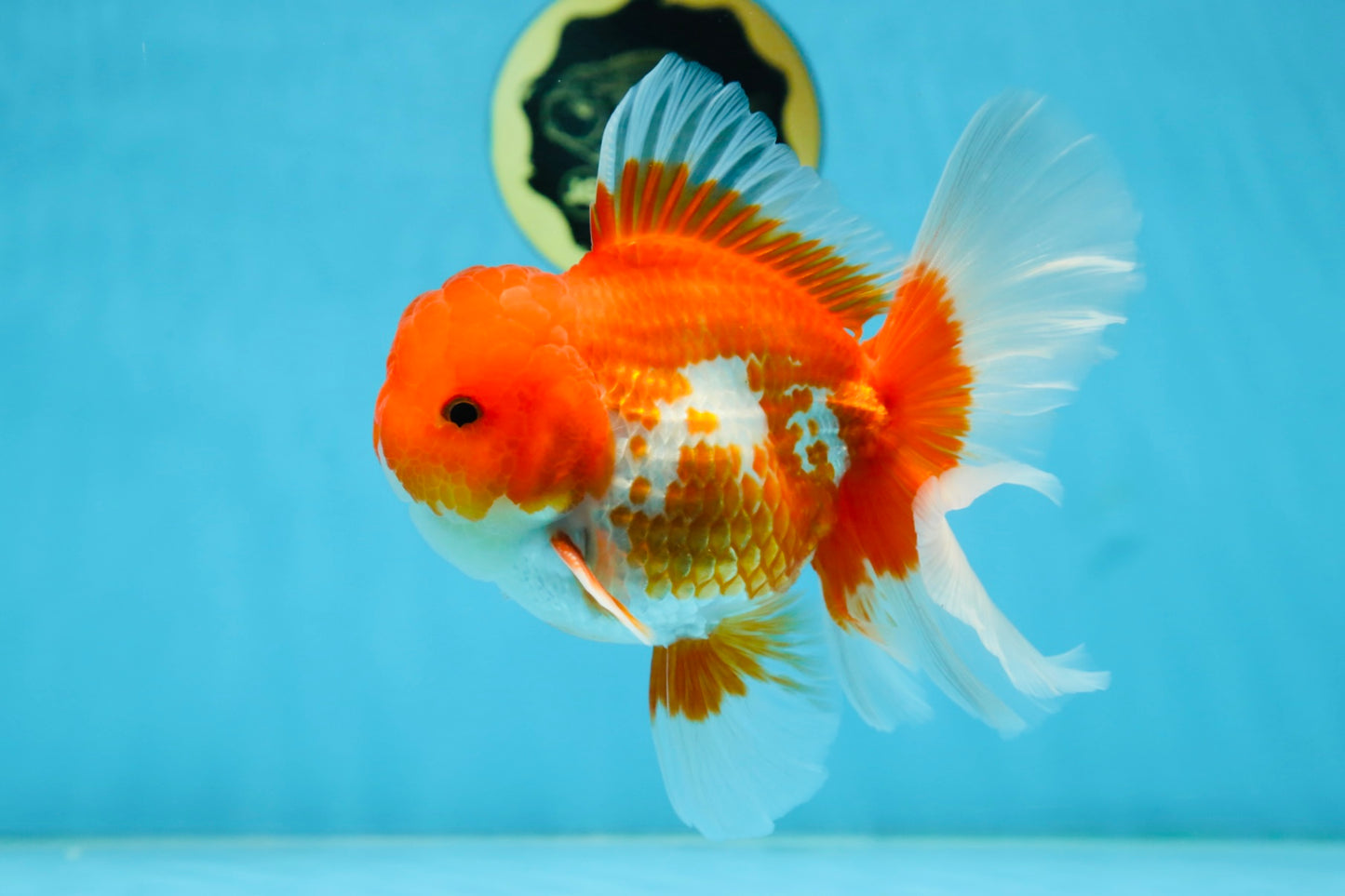 TOMATO AAA Grade Red White Oranda Male 5.5-6 inches #082225OR_11