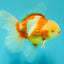 A Grade Lipstick Red White Oranda Male 6 inches #100926OR_17