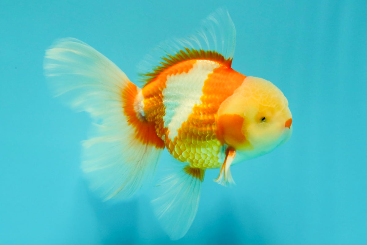 A Grade Lipstick Red White Oranda Male 6 inches #100926OR_17