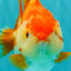 AAA Grade Red White Yuanbao Female 5 inches #062626YB_12