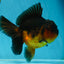 A Grade Apache Oranda Male 5.5-6 inches #060625OR_30