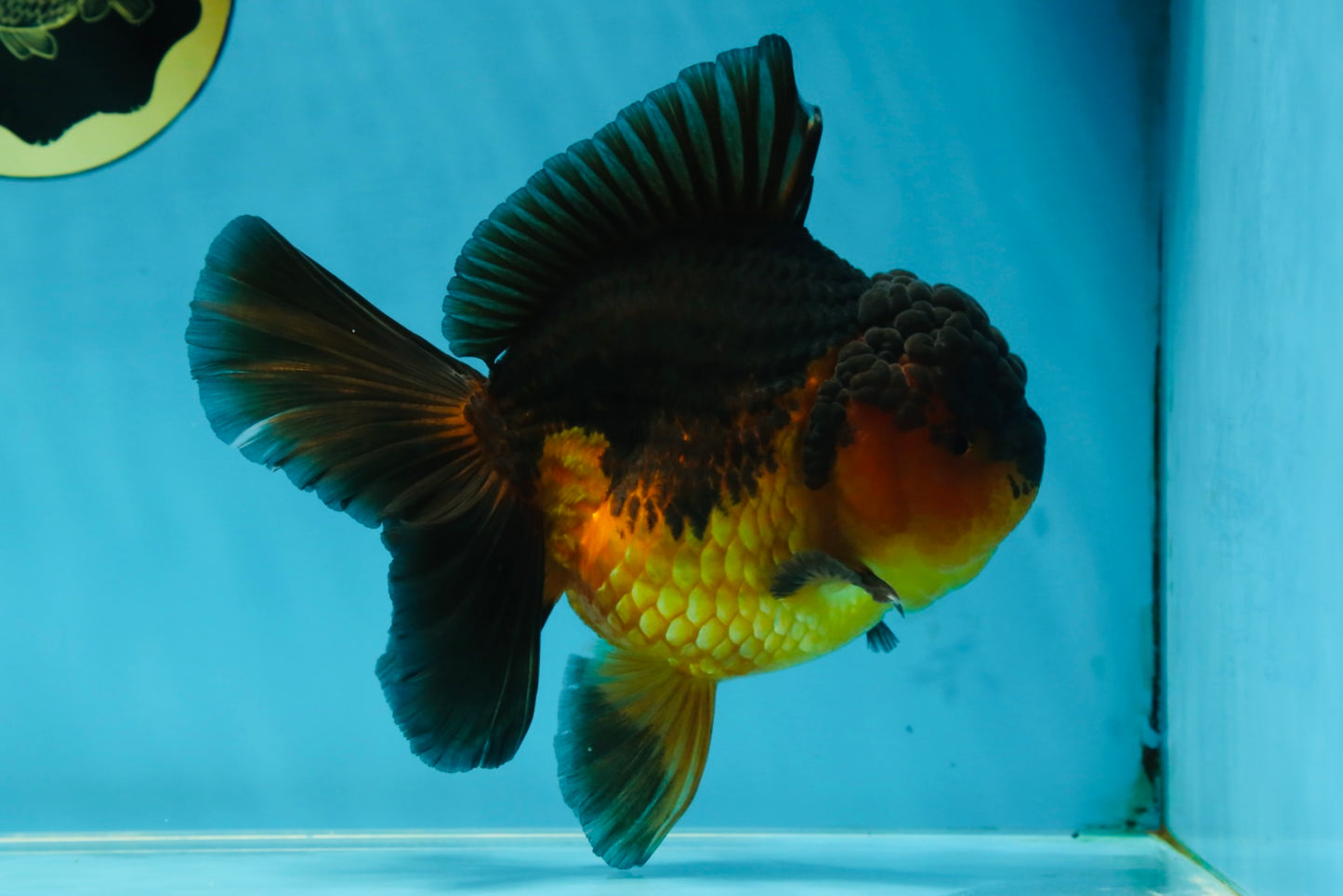 A Grade Apache Oranda Male 5.5-6 inches #060625OR_30