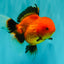 A Grade Apache Oranda Female 5 inches #100926OR_26