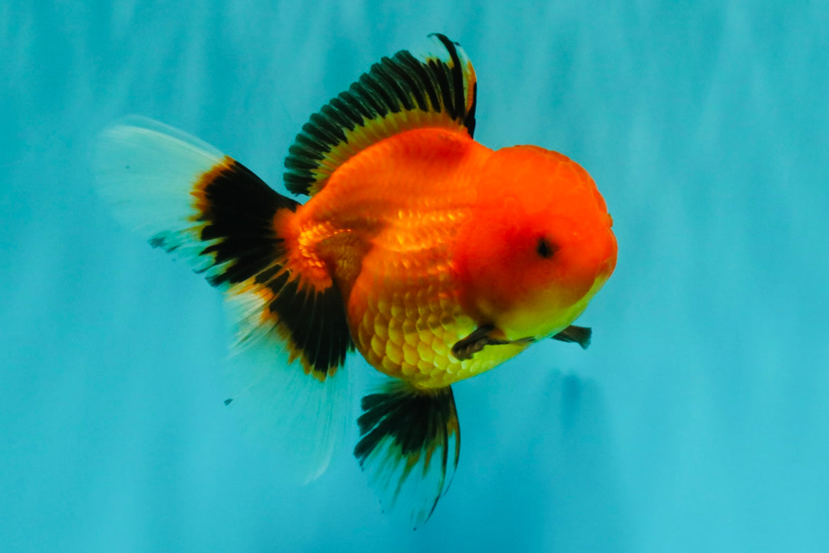A Grade Apache Oranda Female 5 inches #100926OR_26