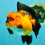CHARLIE AAA Grade Apache Oranda Female 6 inches #071026OR_23