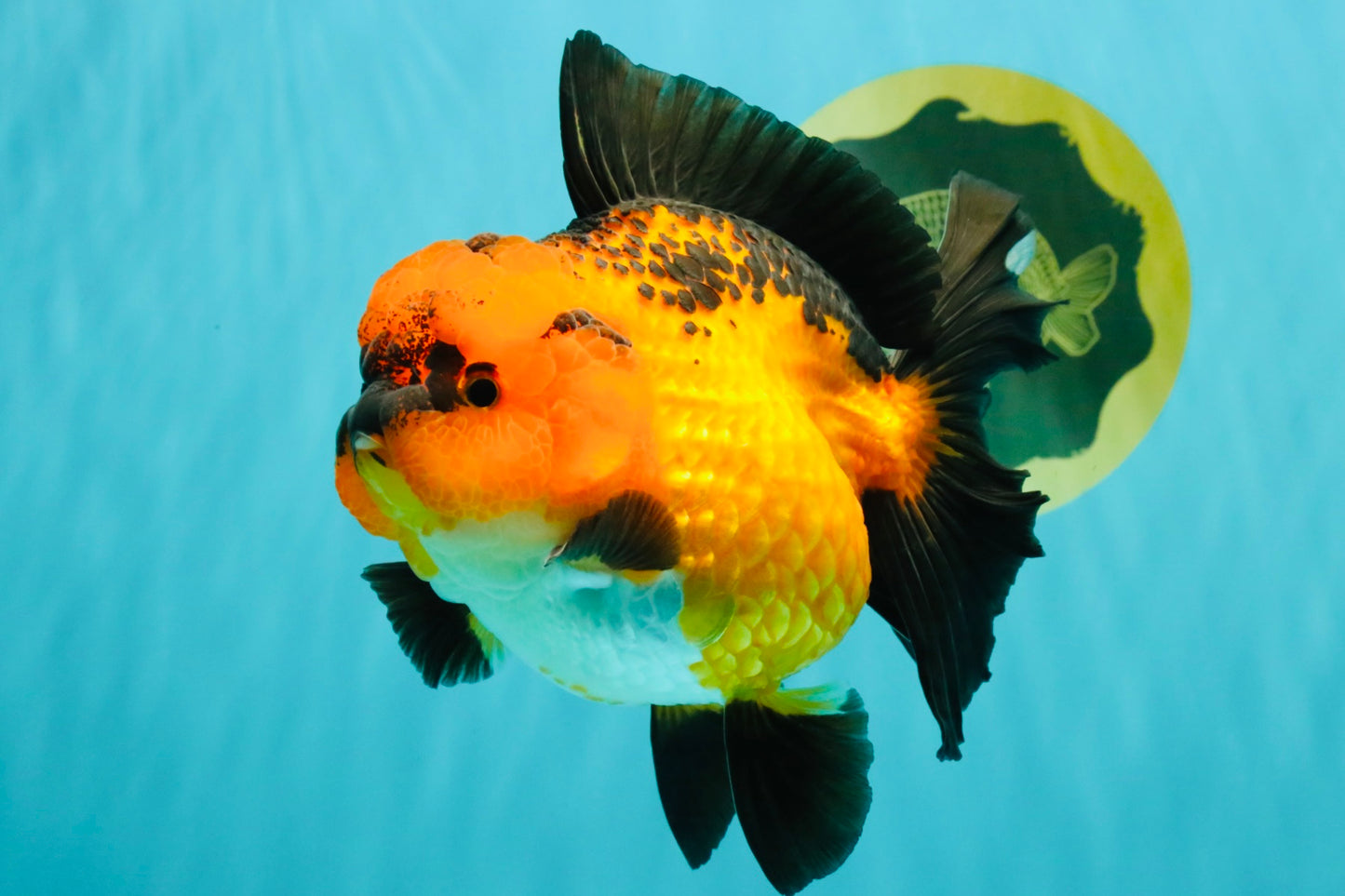 CHARLIE AAA Grade Apache Oranda Female 6 inches #071026OR_23