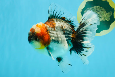 BULLDOG AAA Grade Calico Kirin Oranda Male 6.5 inches #040326OR_20