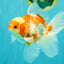 A Grade Kohaku Red White Oranda Male 5.5 inches #101626OR_12