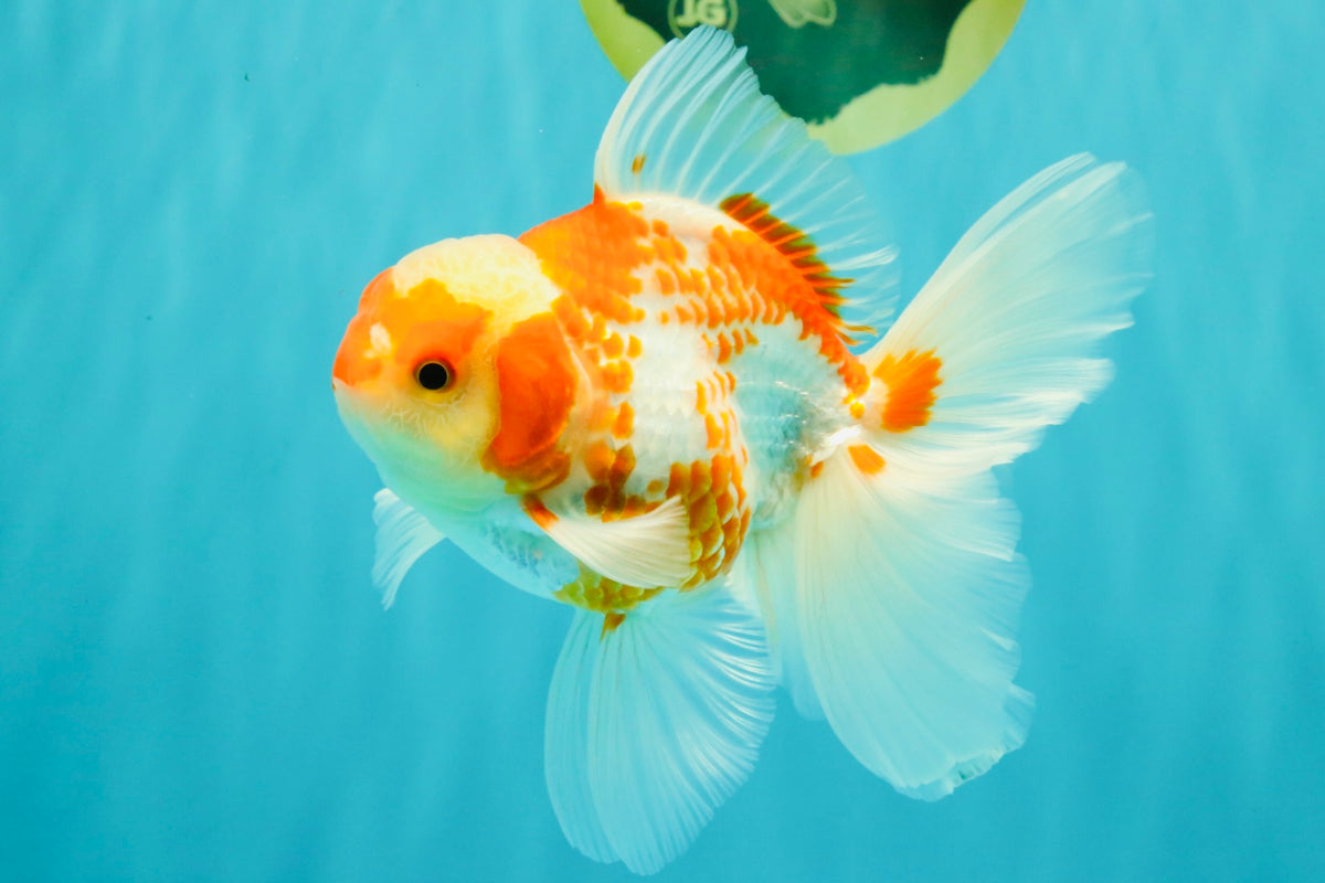 A Grade Kohaku Red White Oranda Male 5.5 inches #101626OR_12