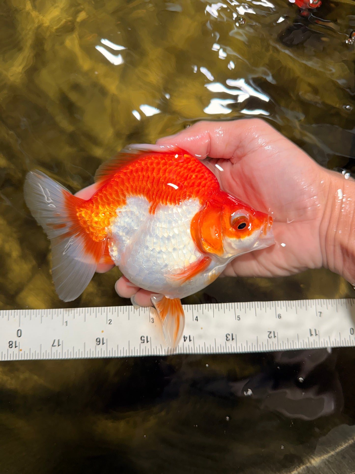 A Grade Red White Ryukin Female 5.5 inches #111425RK_08