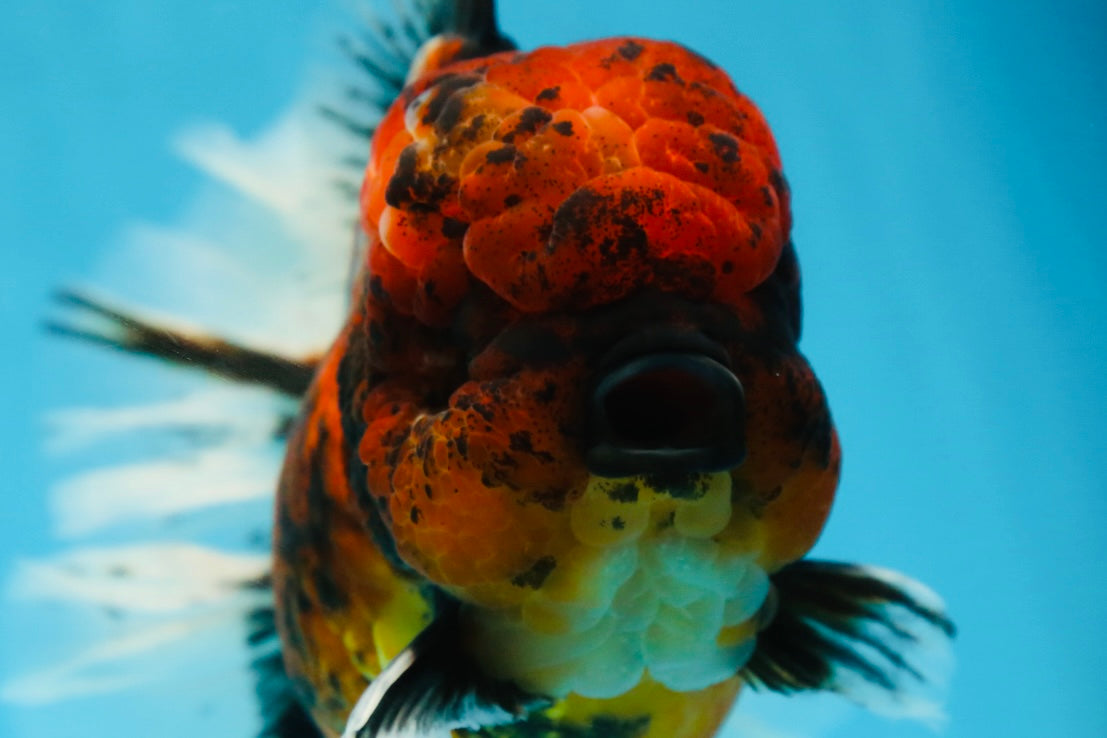 AAA Grade Godzilla Tiger Oranda Female 6.5 inches #081525OR_12