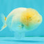 White LionChu Female 4-4.5 inches #050126LC_20
