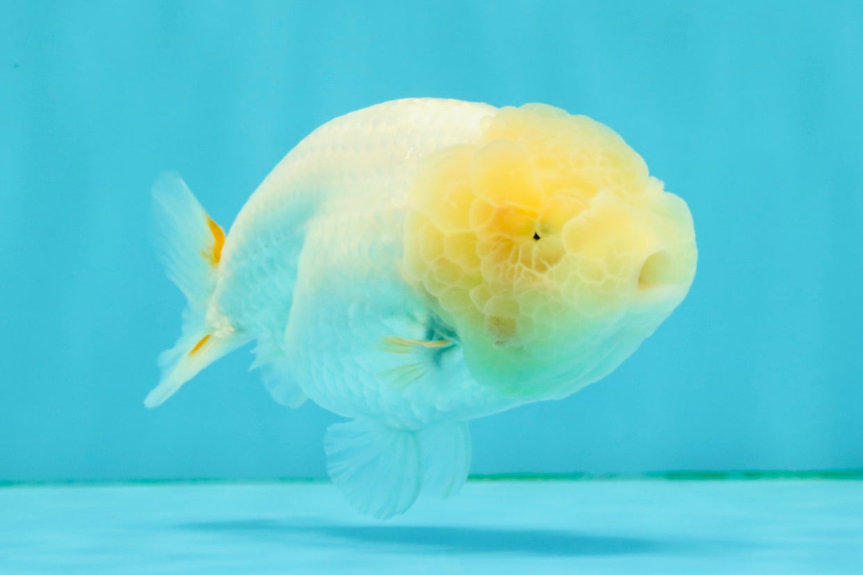White LionChu Female 4-4.5 inches #050126LC_20