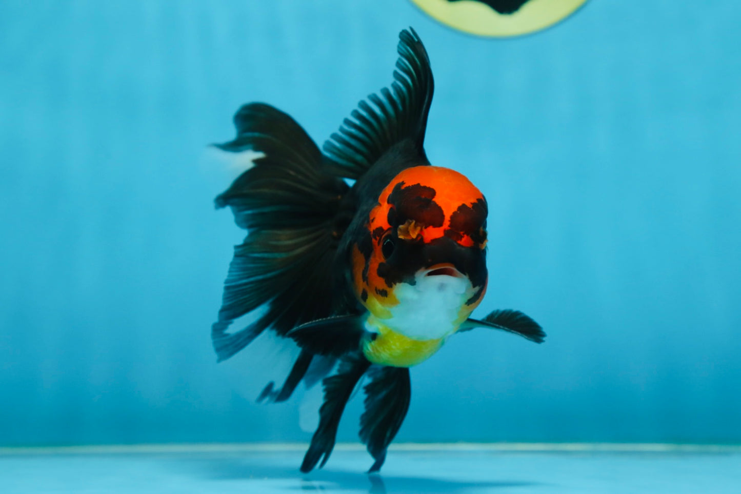 LAVA A Grade Tricolor Oranda Male 5 inches #082225OR_22