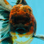 AAA Grade Dark Kirin Long Tail Oranda Male 6.5-7 inches #022726OR_09