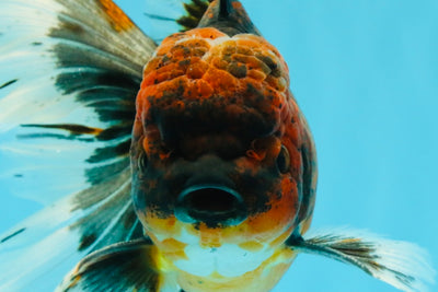 AAA Grade Dark Kirin Long Tail Oranda Male 6.5-7 inches #022726OR_09