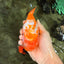 Chinese Sakura Ranchu Female 5-5.5 inches #031326RC_12