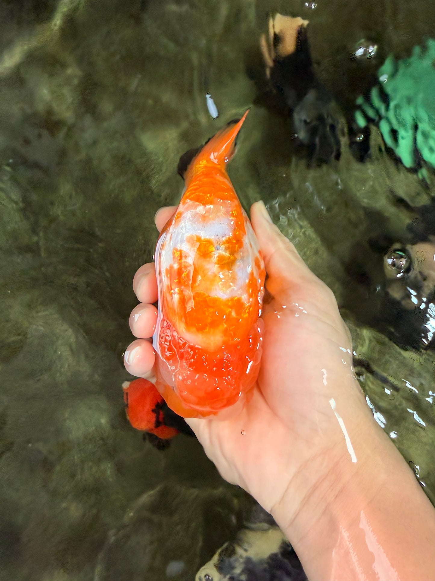 Chinese Sakura Ranchu Female 5-5.5 inches #031326RC_12