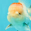 AAA Grade Pom-Poms Tricolor Oranda Male 5 inches #102524OR_08