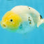 A Grade White Sakura Chinese Ranchu Female 5 inches #112125RC_17