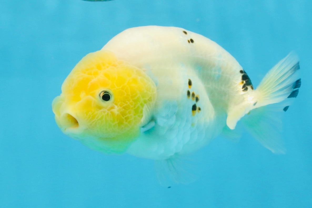 A Grade White Sakura Chinese Ranchu Female 5 inches #112125RC_17