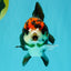 ADORABLE A Grade Tricolor Yuanbao Male 4.5 inches #051526YB_08