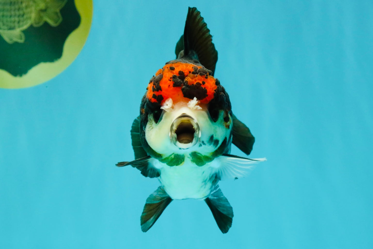 ADORABLE A Grade Tricolor Yuanbao Male 4.5 inches #051526YB_08