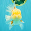 FLUFFY A Grade Red White Oranda Male 6-6.5 inches #071026OR_28