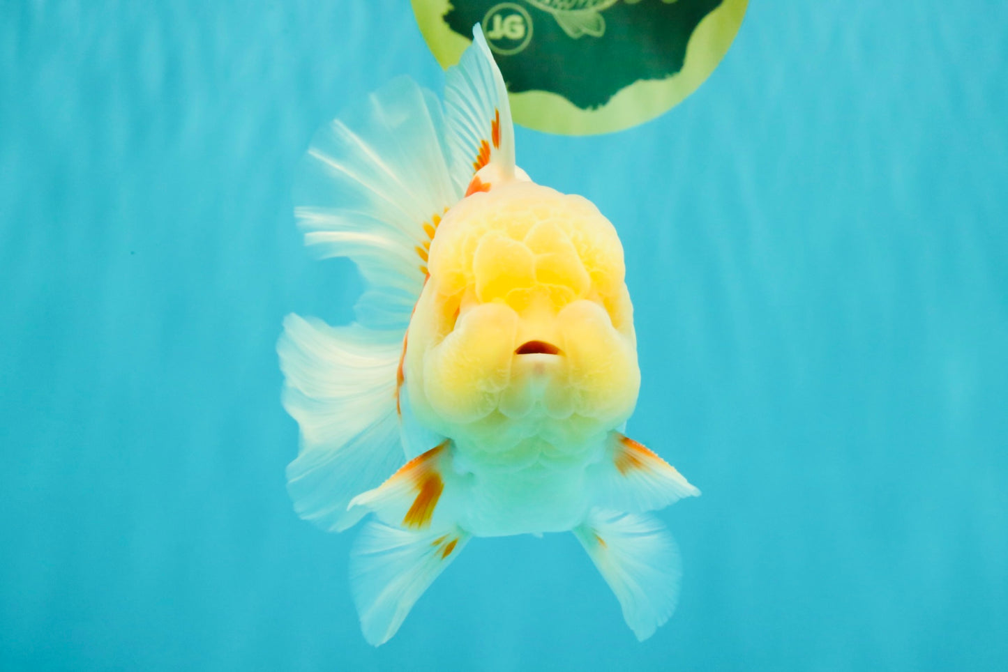 FLUFFY A Grade Red White Oranda Male 6-6.5 inches #071026OR_28