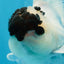 Panda Button Eyes Oranda Male 5 inches #091225OR_21