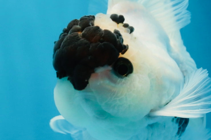 Panda Button Eyes Oranda Male 5 inches #091225OR_21