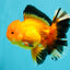 AAA Grade Apache Oranda Male 5.5-6 inches #041726OR_11