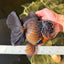 BULLDOG A Grade Godzilla Black Oranda 6.5 inches #022726OR_13