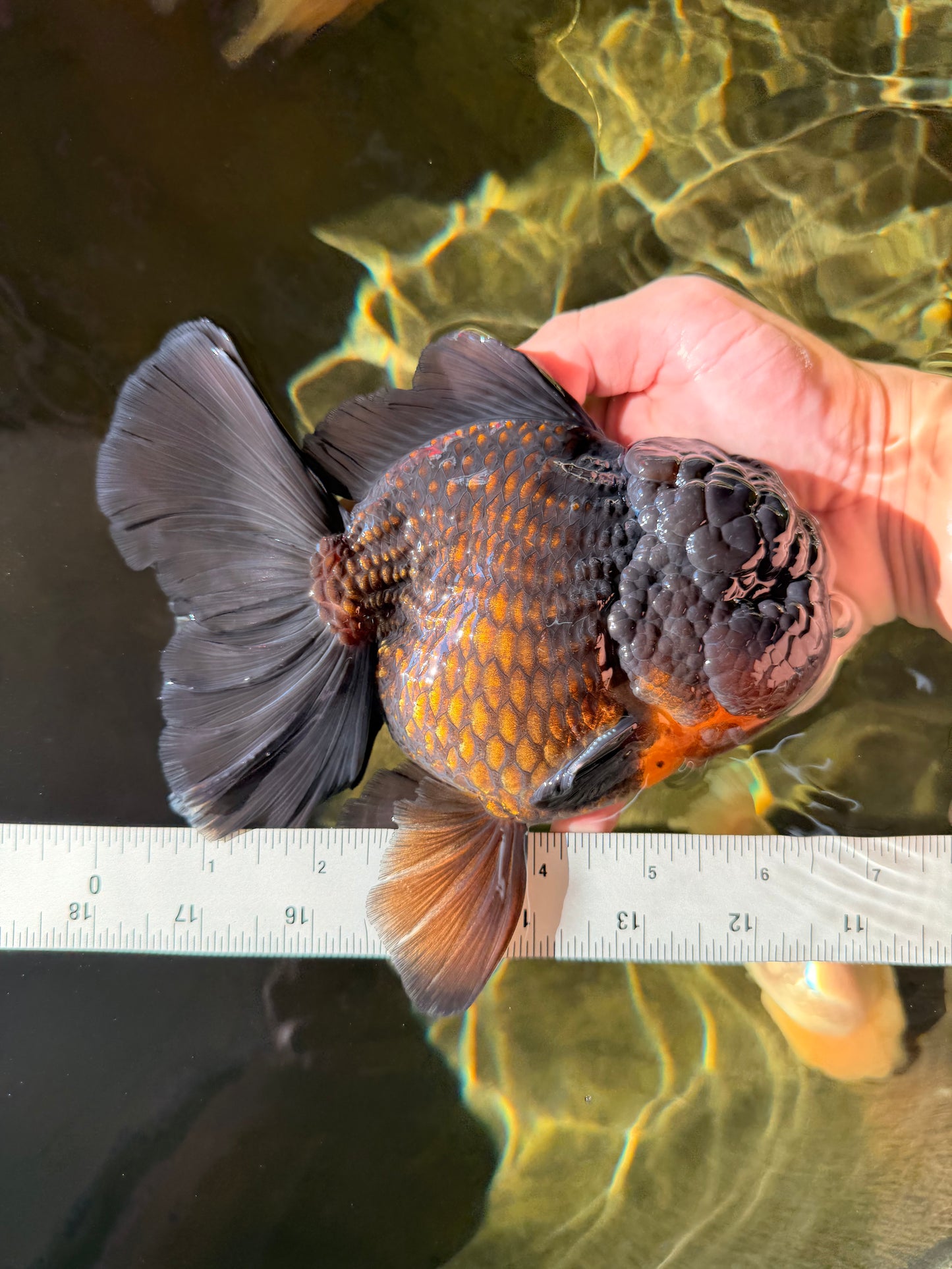 BULLDOG A Grade Godzilla Black Oranda 6.5 inches #022726OR_13