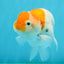 Sakura Blue Base Lionchu Male 4 inches #120624LC_15