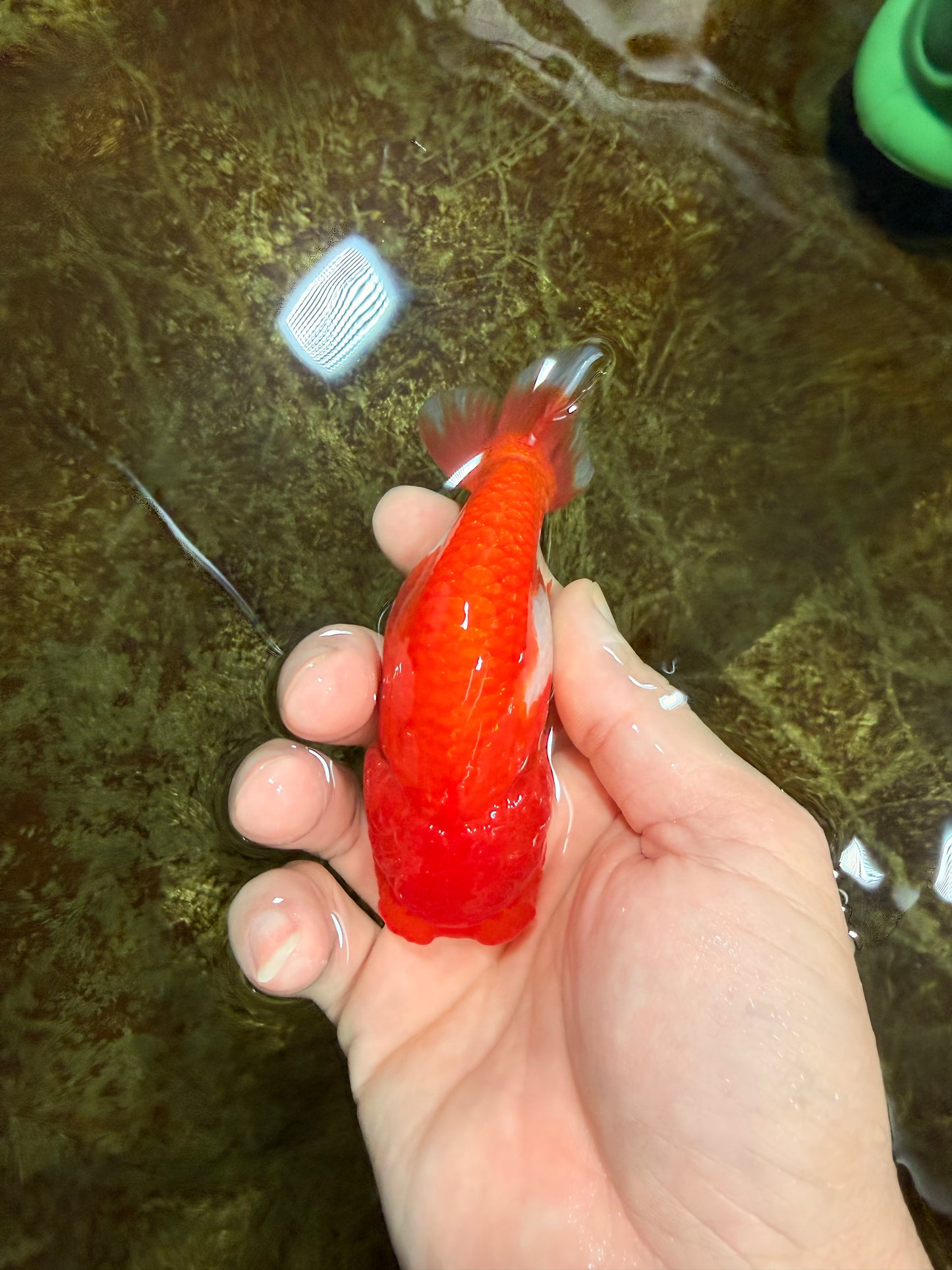 Red White Lionchu Female 4 inches #121225LC_10