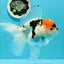 A Grade Tricolor Red Head Snow White Oranda Female 5.5 inches #0531OR_17