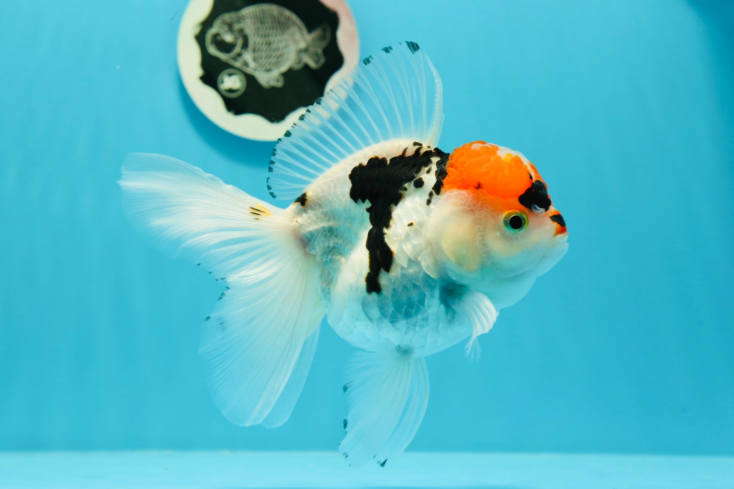 A Grade Tricolor Red Head Snow White Oranda Female 5.5 inches #0531OR_17