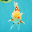 CHICKIE A Grade Red White Oranda Male 5.5 inches #101626OR_08