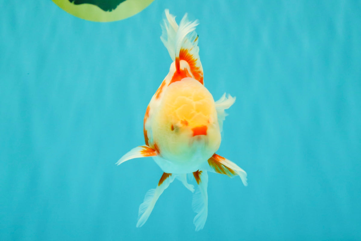 CHICKIE A Grade Red White Oranda Male 5.5 inches #101626OR_08