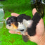 AAA Grade Tricolor Oranda Male 5-5.5 inches #0927OR_26