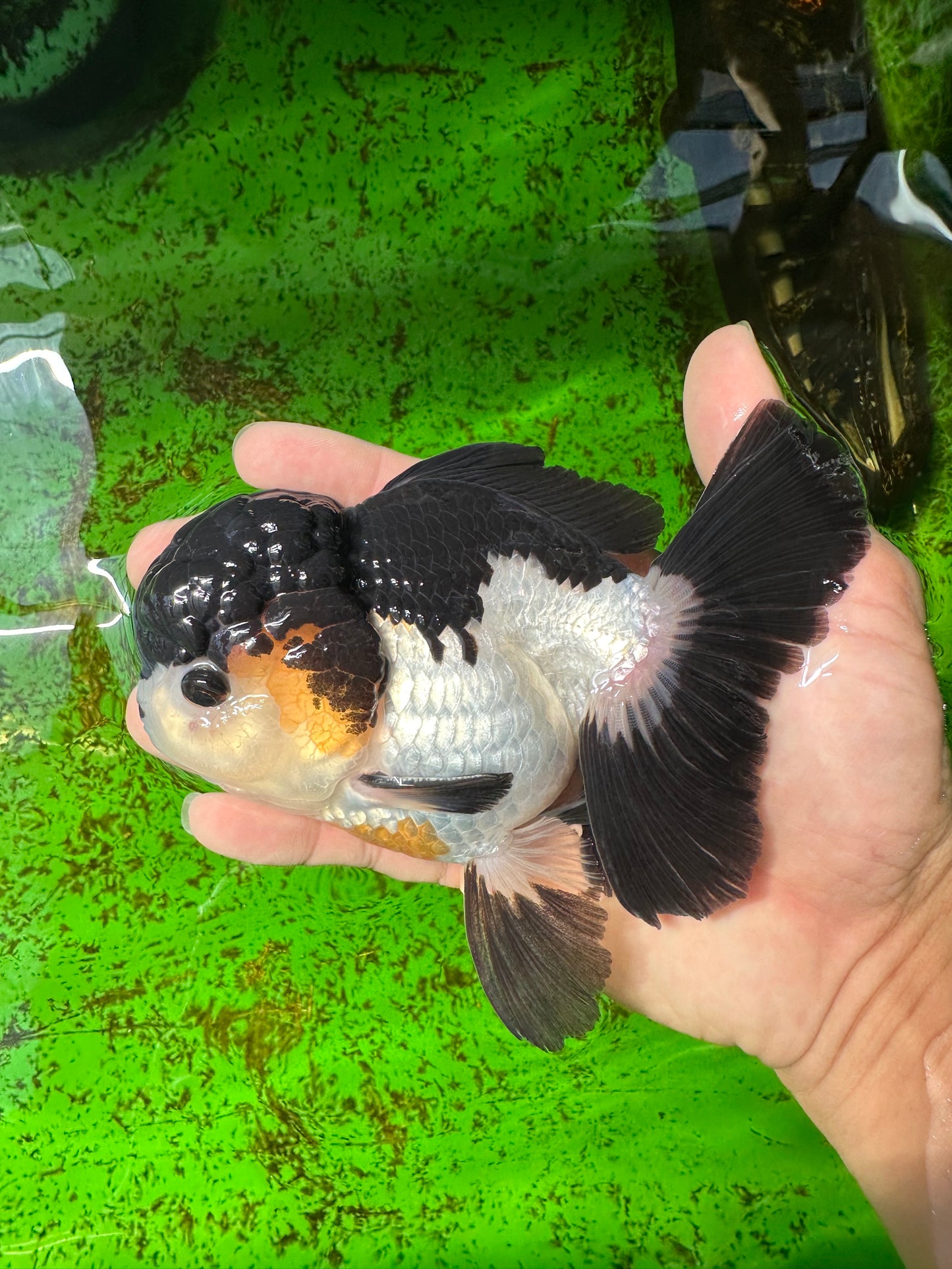 AAA Grade Tricolor Oranda Male 5-5.5 inches #0927OR_26